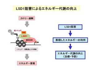 熊本大、細胞のエネルギー調整機構を解明 -メタボなどの新たな治療法に期待