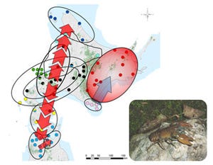 二ホンザリガニのDNAには北日本の地史情報などが刻まれている -北大が発見