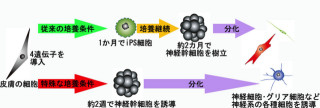 慶応大、iPS細胞を経由せずに繊維芽細胞→神経幹細胞の高速作製技術を開発