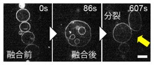 初期生命の細胞分裂を再現!? - 阪大ら、モデル細胞膜の自発的な分裂に成功