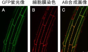 理研、植物の生命活動に必須な生理活性物質「ポリアミン」の輸送体を発見