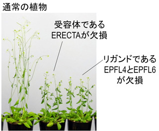 NAISTなど、植物の背丈を自在にコントロールできる分子スイッチを発見