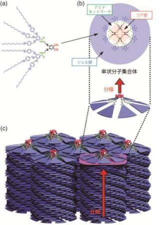 東大、強誘電性カラムナー液晶材料を開発 - 次世代メモリの実現に期待