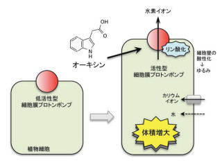 名大、植物ホルモン「オーキシン」が植物細胞を伸長させるメカニズムを解明