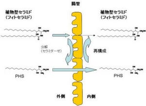 美肌効果のある「植物型セラミド」が経口摂取可能に - サッポロビールなど