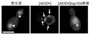 理研、出芽酵母の「プリオン」凝集体が抗真菌剤抵抗性獲得に重要と発見