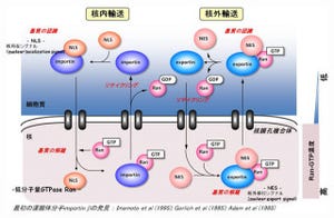 理研、核-細胞質間輸送の新たな運搬体分子「Hikeshi(火消し)」を発見