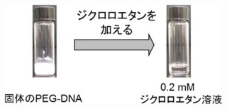 理研、従来は水にしか溶けなかった核酸を有機溶媒にも溶かすことに成功