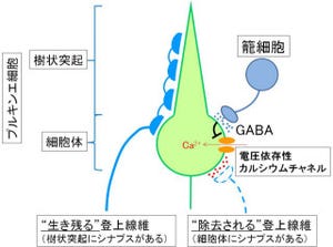 東大、「シナプス刈り込み」には抑制性神経伝達物質「GABA」が必須と究明