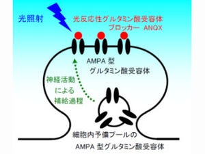 北大、海馬神経伝達を光で制御する新手法で記憶形成の時間経過を解明