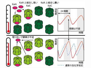 東大、生物時計が温度によらず規則正しく約24時間の周期を刻む謎を解明