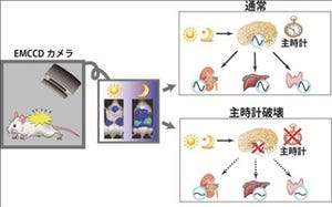 早大、脳内に体内時計の中枢がある事を生きたマウスで証明