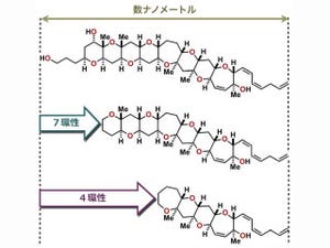 東北大、ポリ環状エーテルの人工類縁体を合成してAβの減少に成功