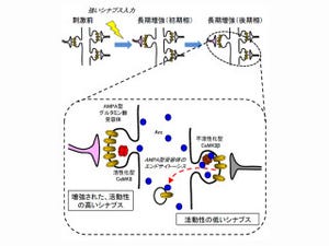 JSTなど、シナプスが外部刺激で情報伝達効率を調節する新分子機構を解明