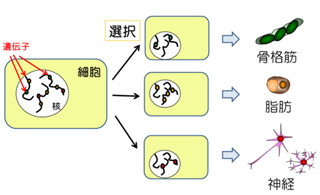 細胞は筋肉組織をどうやって形成しているのか - 九大がメカニズムを解明
