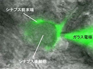 OIST、脳のシナプスにおける信号伝達の機構を解明