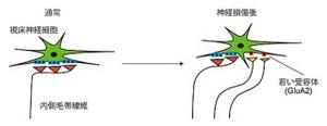 大人でもニューロンのつなぎ換えは早期に起きる - 東京女子医科大らが確認