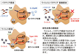 東大、ウイルスとバクテリアの重複感染が重篤症状になる仕組みの一部を解明