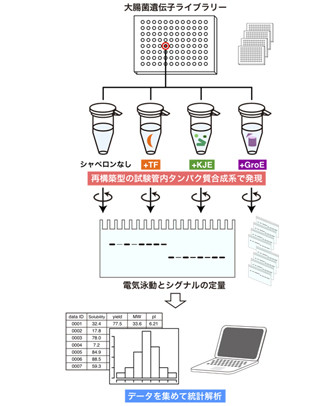 東工大と東大、細胞内のタンパク質の立体構造形成の人為的な再現に成功