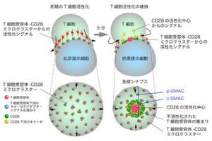 理研、負の補助刺激受容体によるT細胞の過剰な活性化の抑制の仕組みを解明