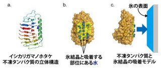 産総研、北海道産キノコの「不凍タンパク質」が氷に吸着する仕組みを解明