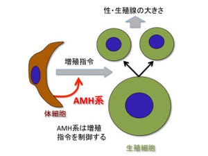 NIBB、「抗ミュラー管ホルモン」系が卵や精子の数を適切に保つ仕組みを発見