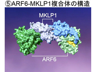 京大など、細胞質分裂のカギとなるタンパク質複合体の立体構造と機能を解明