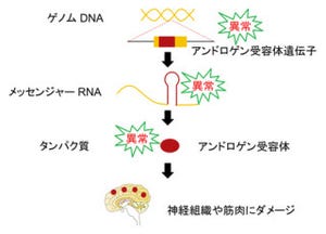 名大、「球脊髄性筋萎縮症」の治療に「マイクロRNA」が有効と実証