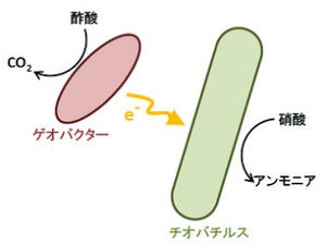 JSTなど、「微生物燃料電池」実現のカギとなる「電気共生」の関係を発見