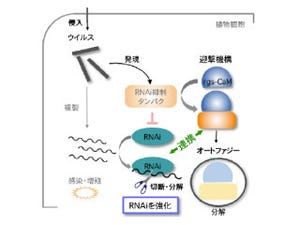 北大など、植物がウイルスに対向して新たに発達させた免疫機構を発見