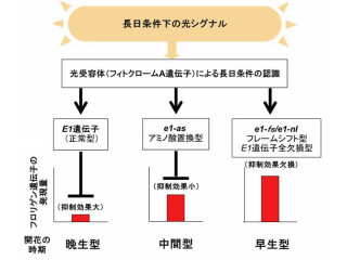 生物研など、ダイズの開花時期を変化させられる「E1遺伝子」の同定に成功