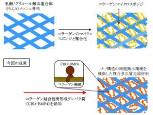 NIMSら、骨の再生を促進する「複合多孔質足場材料」の開発に成功