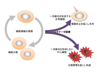 ヒトのがん細胞だけを死滅させる特効薬の開発に大きなヒント - 愛知がん研