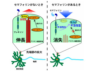 京大ら、神経細胞が自ら樹状突起の形と向きを決めていくメカニズムを解明