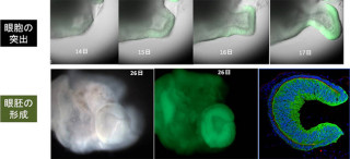 理研ら、ヒトES細胞から網膜組織「眼杯」の試験管内での立体形成に成功