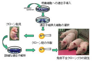 生物研など、「免疫不全ブタ」開発で臓器再生などに用いるヒト化ブタに進展