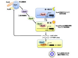 早大など、微生物の概日時計が遺伝子発現リズムに伝える分子機構を解明