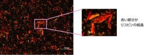 富士フイルム、「リコピン」を70nmまで安定的にナノ化させることに成功