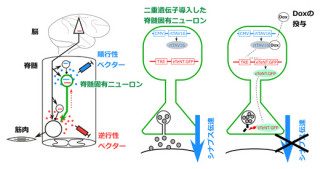 生理研など、新開発の「二重遺伝子導入法」で「間接経路」神経の役割を解明