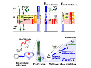NY大、「FoxG1」遺伝子がヒトの大脳の回路形成に重要であることを解明