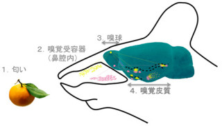 JSTと東北大、五感の内で最も謎が多い「嗅覚」の新たな仕組みを解明