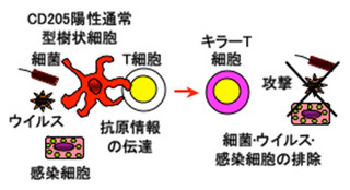 理研、獲得免疫応答の始動には「CD205陽性通常型樹状細胞」が必要と解明