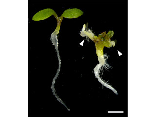 東大、植物で子葉が子葉になるためには2つの遺伝子が必須と解明