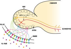 理研、T-box転写調節因子「Tbr2」が正確な臭覚情報に重要と究明