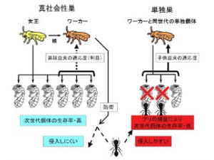 北大、ダーウィン以来のなぜ働き蜂は自分で子を産まないのかという謎を解明