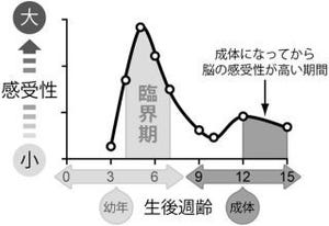 脳の視覚の形状情報抽出機能は成長の臨界期がある - 理研ら、マウスで解明