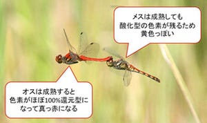 アカトンボが赤いのは色素の酸化還元反応によるもの - 産総研が解明