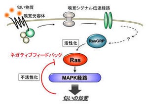 九大など、生体内でタンパク質が活性変化する様子を可視化することに成功