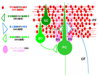 東大など、脳内麻薬「2-AG」の分解酵素「MGL」がどこにあるのかを確認