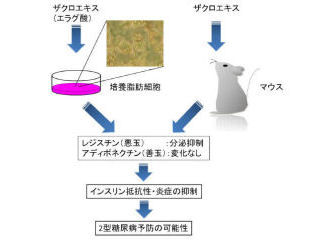 「ザクロ」の果汁は2型糖尿病の改善に持ってこい! - 近畿大が発見